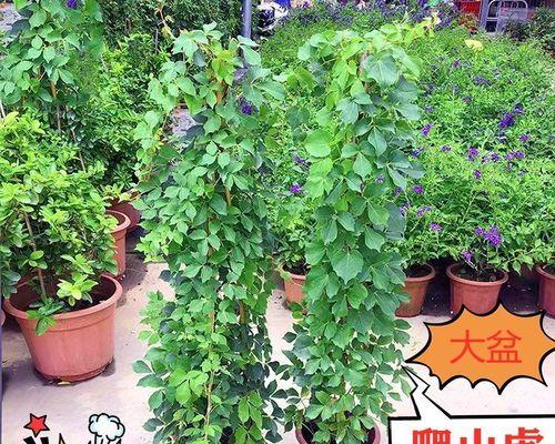 选择爬墙植物的5大要点（哪些爬墙植物最适合你的家居装饰？）