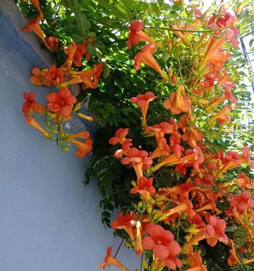 选择爬墙植物的5大要点（哪些爬墙植物最适合你的家居装饰？）