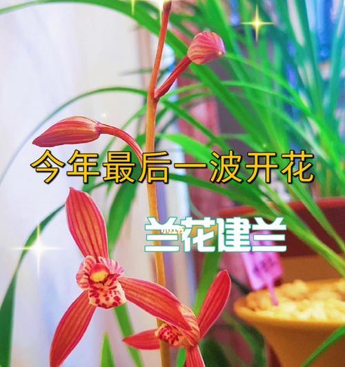 如何促进建兰开花？