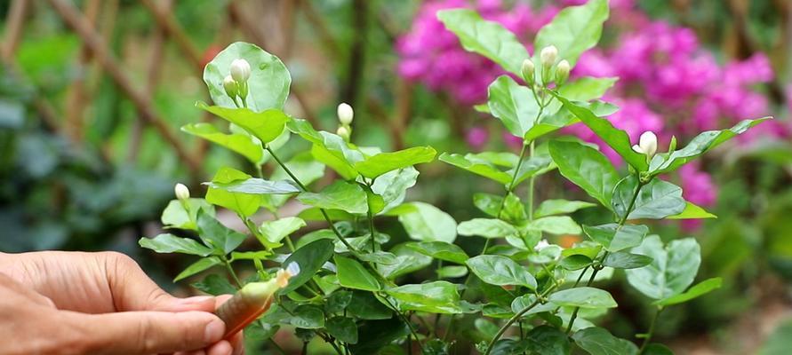 茉莉养殖与修剪详解（掌握茉莉养殖方法，打造舒适花园生活）