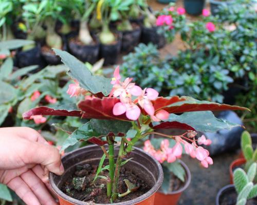 竹节海棠种植指南（从选购到养护，打造专属花园）