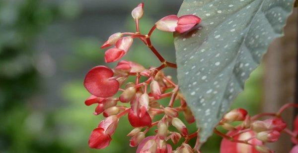 竹节海棠种植指南（从选购到养护，打造专属花园）