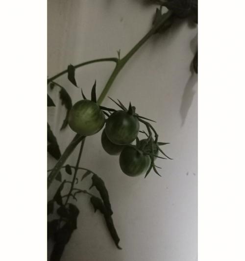 如何种植番茄树——打造丰收的家庭菜园（种植技巧、养护秘籍，让您轻松拥有健康营养的番茄果实）