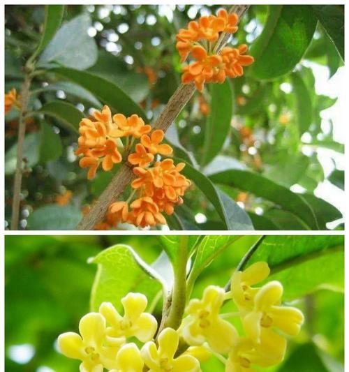 如何选购适合种植的桂花树品种？