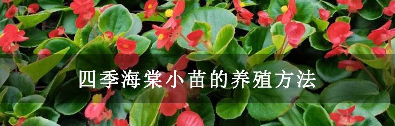 小叶海棠的种植技巧（从选址到护理，让你轻松打造美丽庭院）