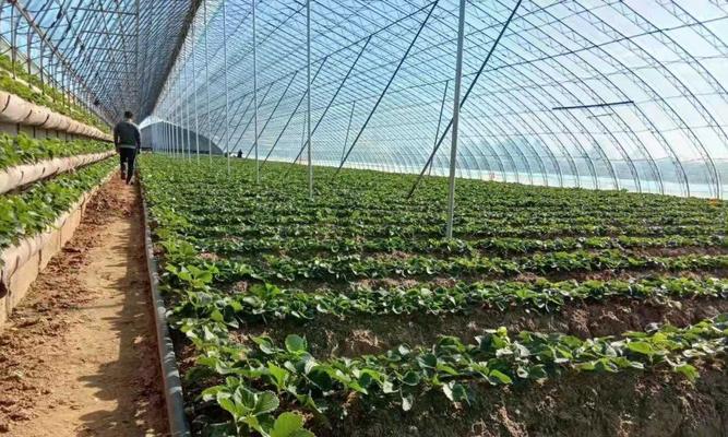草莓种植方法（打造高产高质草莓园，让草莓种植赚钱）