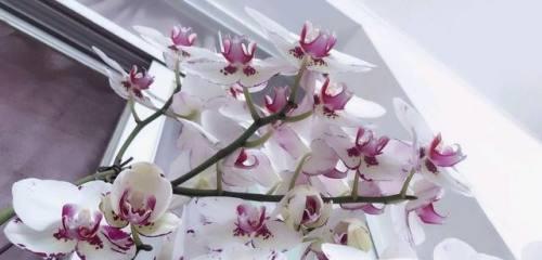 如何准备蝴蝶兰开花前的技术要求（关键步骤和技巧，让你的蝴蝶兰绽放更美丽）