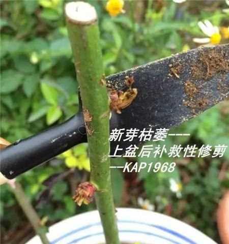 月季移栽的最佳时间和方法（从选址到养护，教你轻松搞定月季花的转场问题）