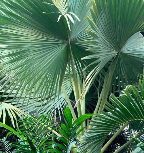 探究热带植物的多样性（热带植物的类型、特点与适应性）