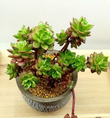 漂亮的多肉植物（探寻多肉植物的美丽与魅力）