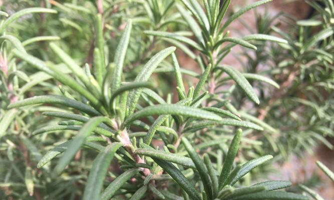 迷迭香的种植技术和管理（打造美丽芳香的迷迭香花园）