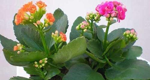 长寿花水培技术要点（从选材到养护，打造无土栽培的长寿花）