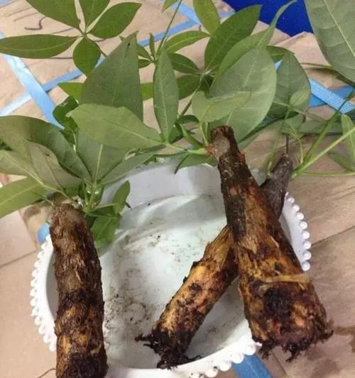 发财树的正确浇水方式（掌握这个关键，让你的发财树更茂盛）