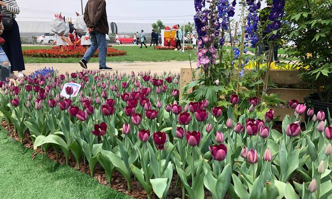 郁金香花果期管理方法（掌握关键期，让郁金香更健康）