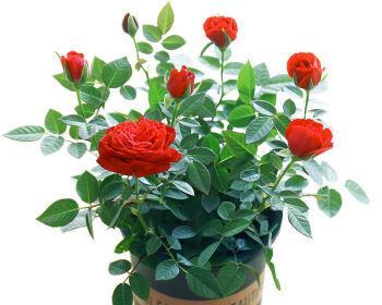 盆栽蔷薇花的养殖方法（让家中开满花海，打造居家花园）
