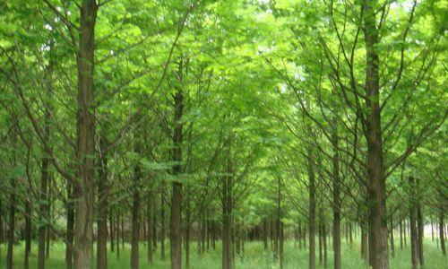 水杉树的种植方法（从选址到养护，全面解析水杉树的种植技巧）
