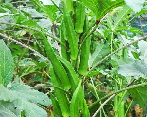 秋葵种植全攻略（从选种到收获，让你轻松种出好秋葵）
