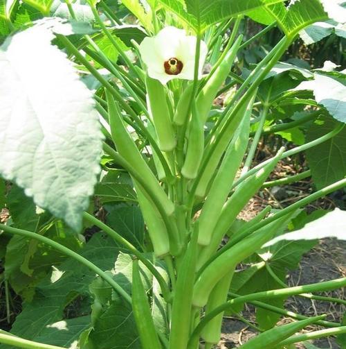 秋葵种植全攻略（从选种到收获，让你轻松种出好秋葵）