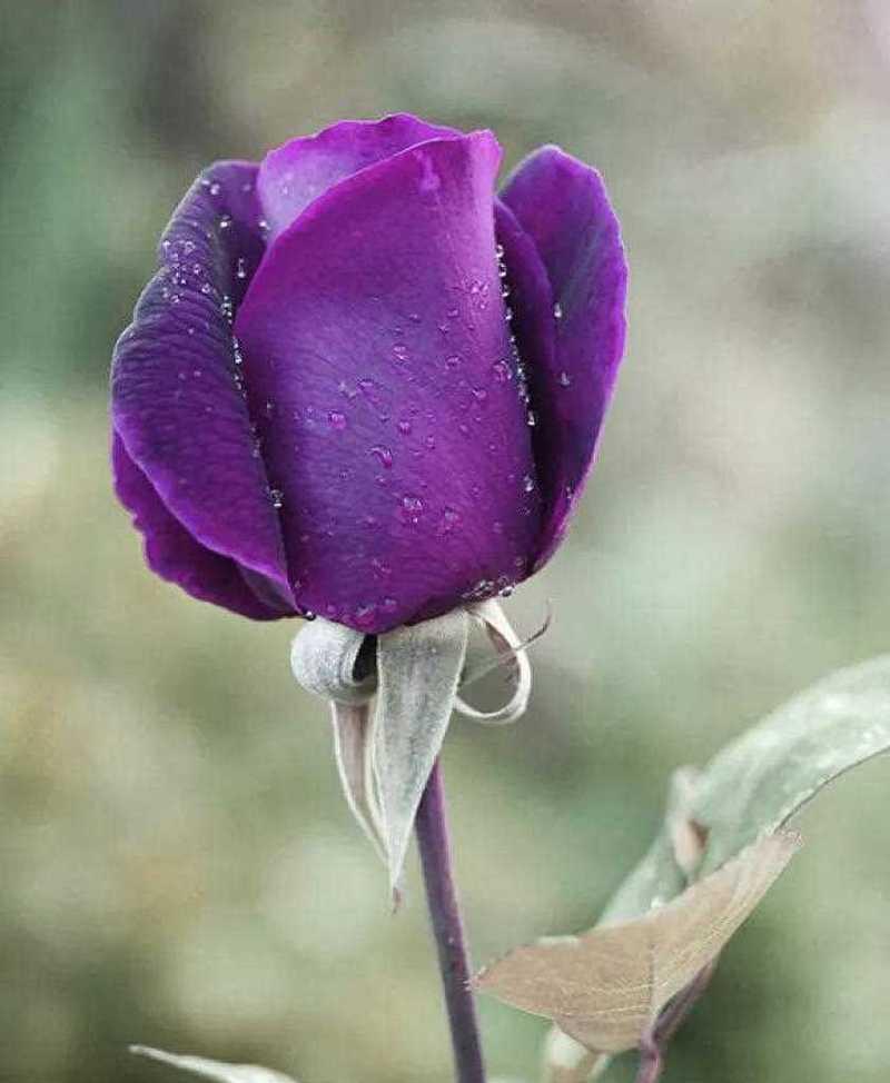 寓意美好的紫色玫瑰花（解读紫色玫瑰花的神秘语言）