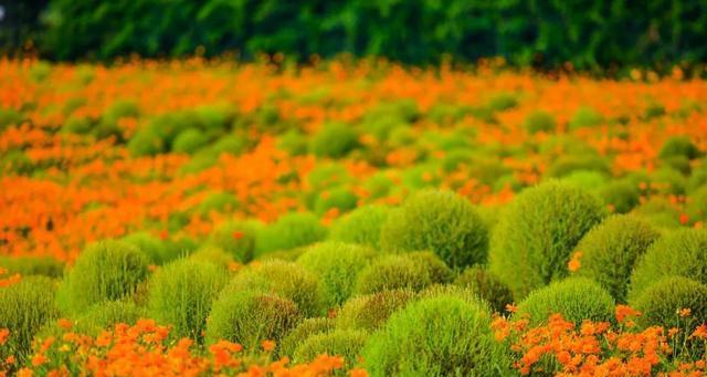 硫华菊种植指南（掌握最佳播种时间，轻松养殖硫华菊）