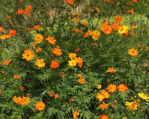 硫华菊种植指南（掌握最佳播种时间，轻松养殖硫华菊）