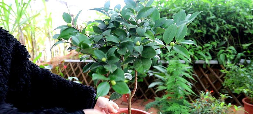 四季山茶花的养护方法（打造优美的花园，掌握四季山茶花养护技巧）