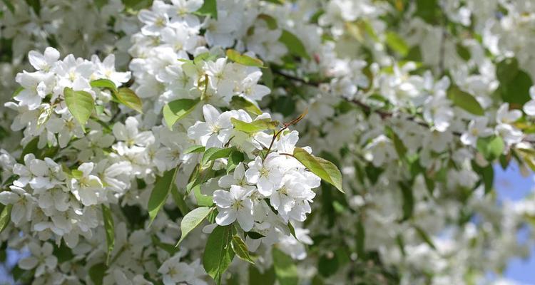 白蜡树的开花和结果（什么时候能看到白蜡树的花和果实？）
