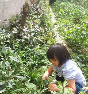 端午节，艾草的芬芳寓意（挂艾草，传承古老文化）