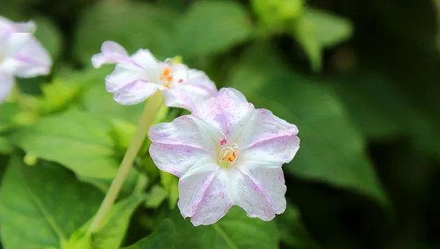 地雷花的种植与养护（从选址到施肥，打造美丽花园）