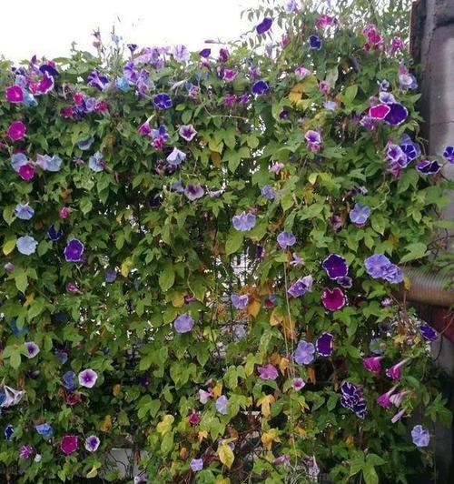 牵牛花叶子发黄，原因与处理方法