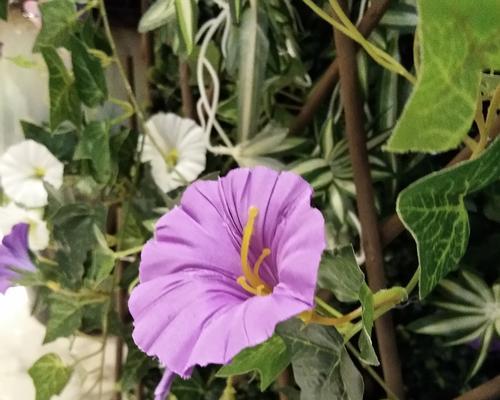 牵牛花叶子发黄，原因与处理方法