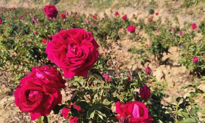 玫瑰花种子种植技巧（让您轻松培育美丽的玫瑰花园）