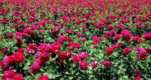 玫瑰花种子种植技巧（让您轻松培育美丽的玫瑰花园）