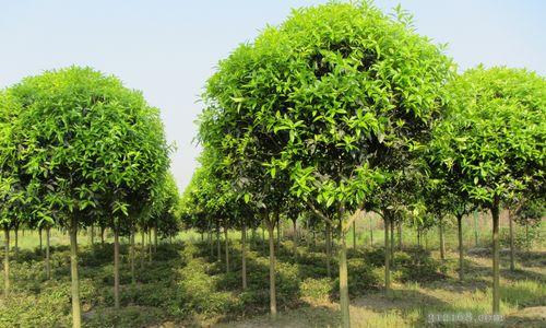 从种子到花朵——探究如何种植出优质的桂花苗（了解桂花苗的生长过程和关键技巧，开启桂花种植之旅）