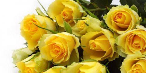黄玫瑰的寓意与象征（黄玫瑰代表什么意思？解析花语与文化内涵）