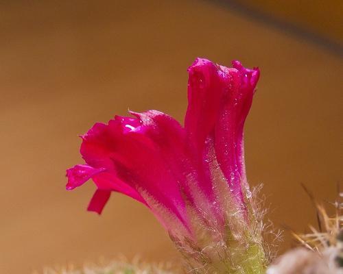 仙人掌开花的寓意与象征（探索自我、独立自主、奋斗成长）