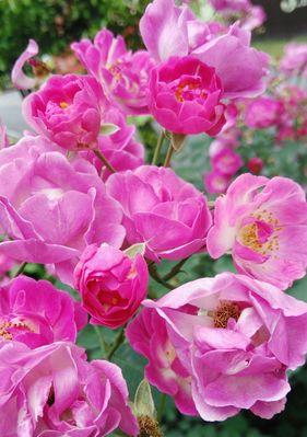 蔷薇花的种植季节及技巧（根据季节选择最佳种植时间，打造美丽园林）
