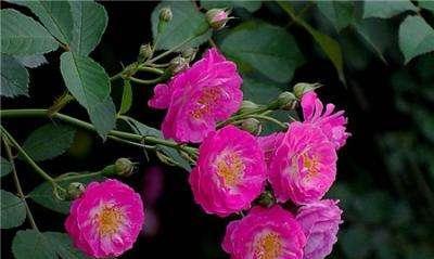 蔷薇花的种植季节及技巧（根据季节选择最佳种植时间，打造美丽园林）