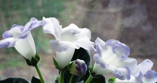 芙蓉花的掐尖技巧（掌握掐尖技巧，让芙蓉花更美丽）