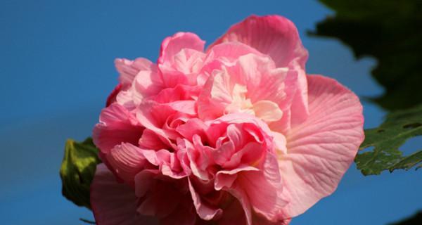 芙蓉花的掐尖技巧（掌握掐尖技巧，让芙蓉花更美丽）