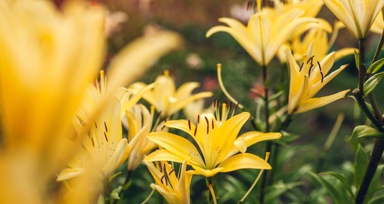 百合花的特点与外形详解（探寻百合花的神秘面纱——百合花形态特征及意义探析）