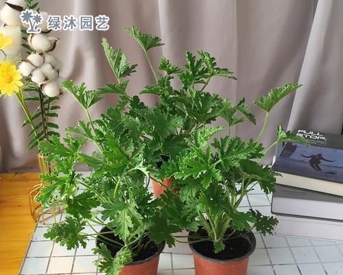 驱蚊神草（揭秘驱赶蚊虫的草本植物，让你无忧夏日）