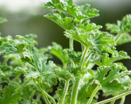 驱蚊神草（揭秘驱赶蚊虫的草本植物，让你无忧夏日）