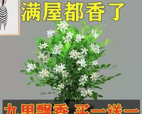 九里香种植技巧剖析（轻松掌握九里香养护要点，高效育成健康茎叶）