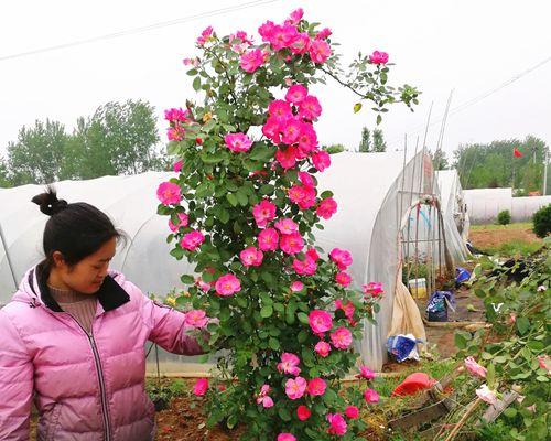 蔷薇开花季节（探秘蔷薇花的开放之道）