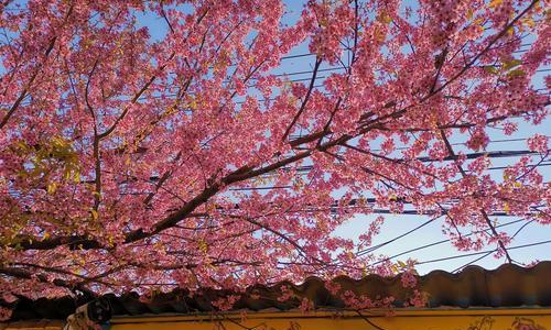 冬季绚丽缤纷的花海（以色彩为主题的冬季花卉盛宴）