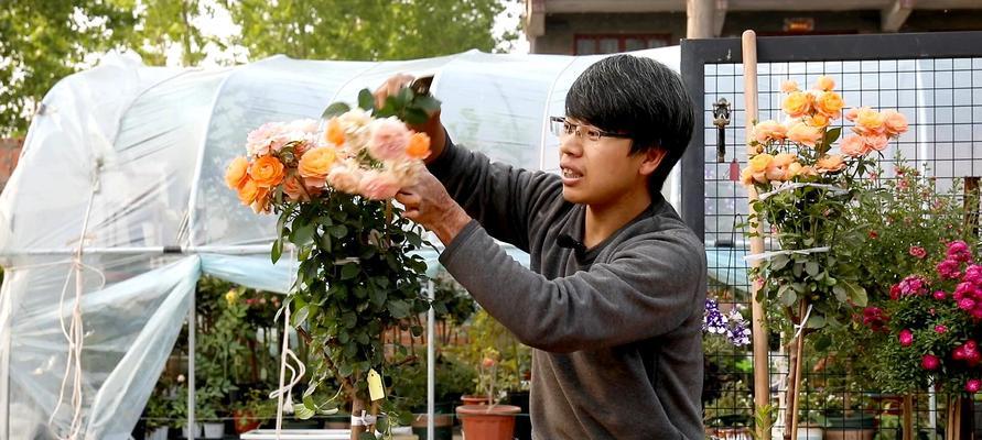 盆栽月季花期修剪技巧（打造盆栽月季长期鲜花盛放的秘诀）