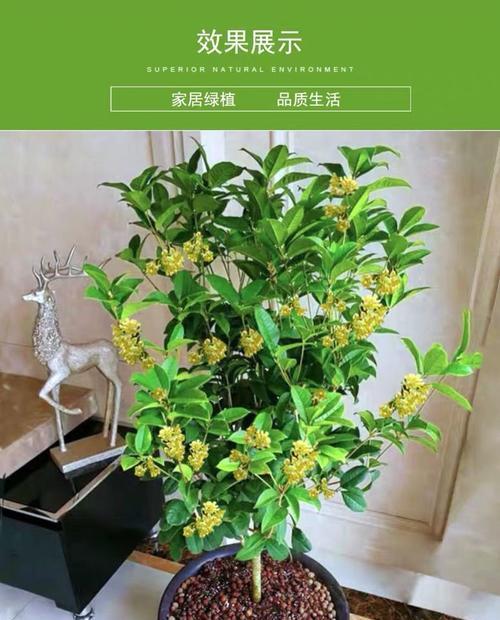 四季桂花开花时间分析（四季桂花的花期及特点）