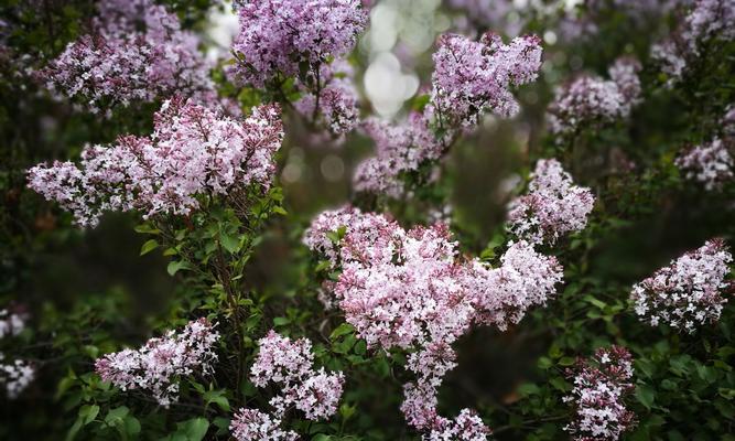 丁香花的特点和生长习性（品种丰富，色彩斑斓/喜凉爽湿润气候，散发浓郁香气）