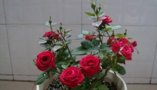 玫瑰花的种植与养护（如何种植健康美丽的玫瑰花）